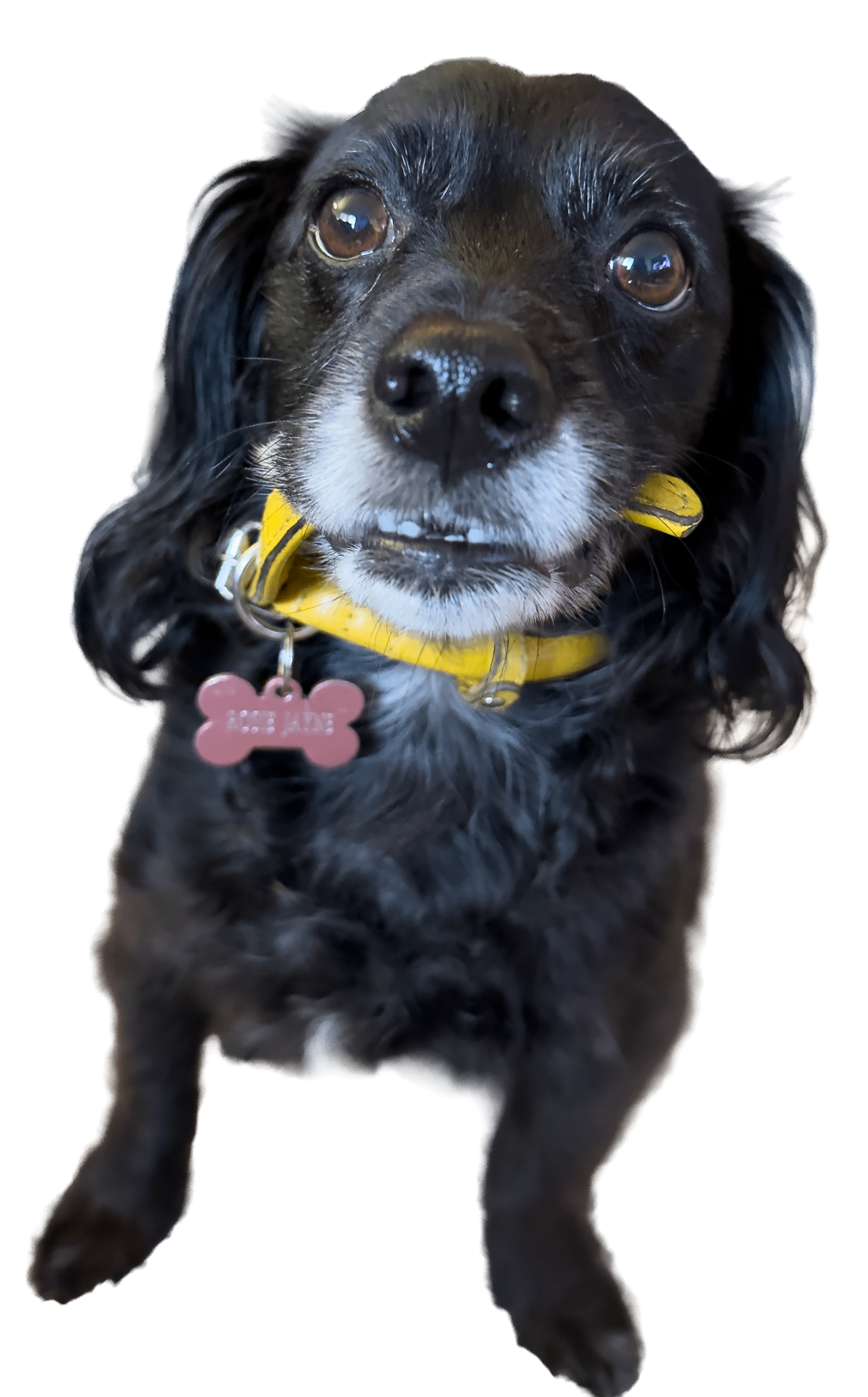 Rosie, Stephanie's dog